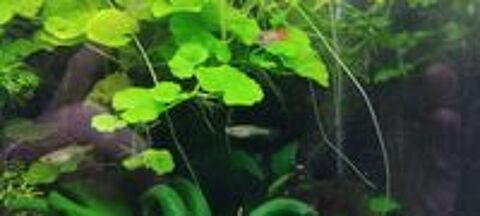   Do. de guppys endler  