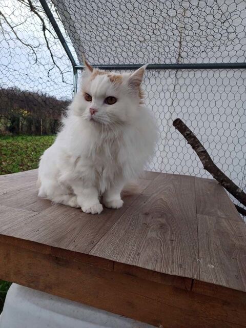 FELICIA, magnifique chatte blanche et rousse à l'adoption 160 18130 Parnay