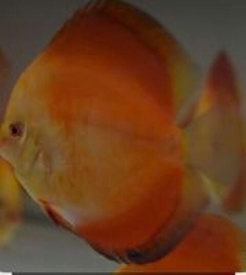   Discus 