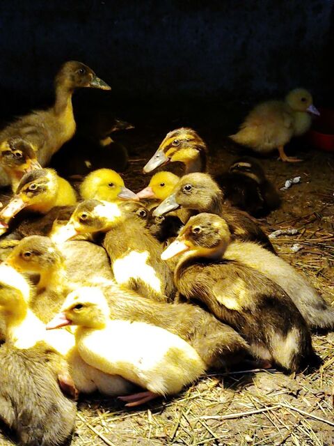 Canards indien  6 12460 Huparlac