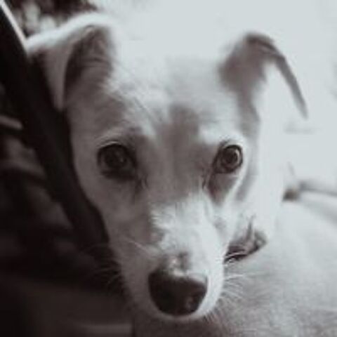   Handy, adorable jack  l'adoption 