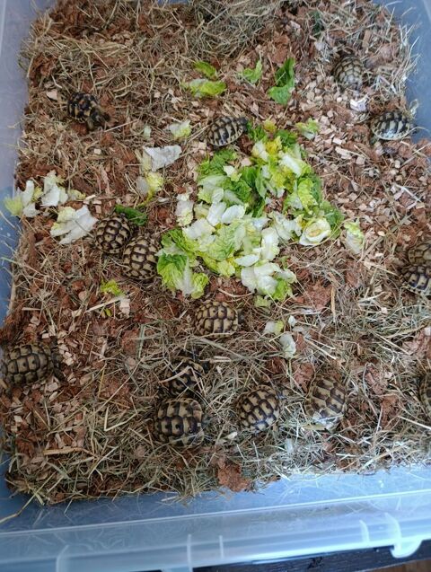 tortue de terre greca de 2 ans vivant en ext&eacute;rieur . 80 38300 Bourgoin-jallieu