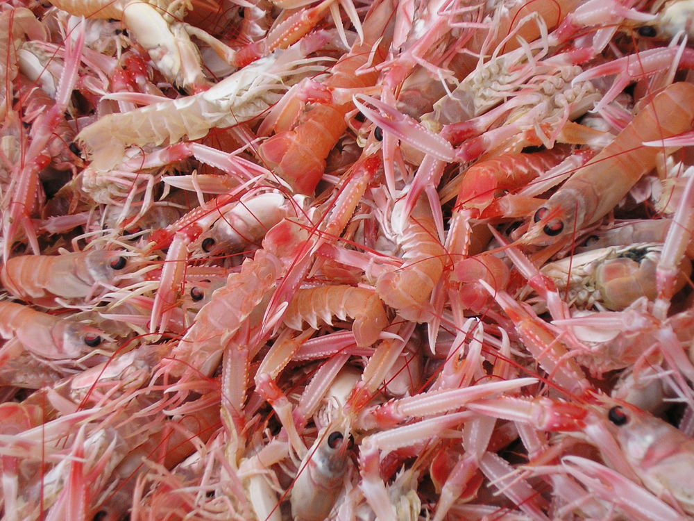    Bretagne bord de MER ~ LANGOUSTINES...FIN SEPTEMBRE Vacances  / Offres de location 