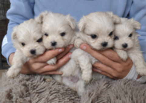   Chiots bichons maltais coréen à réserver  