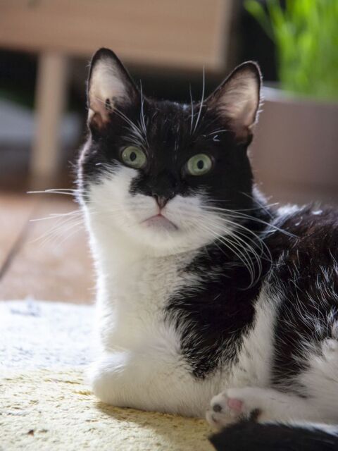 Chat, Chaton - SHUPSY, minette douce et caline 94270 Le kremlin-bictre