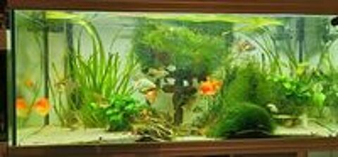   Aquarium  