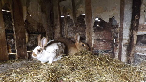 lapins 5 males et 2 femelles 10 53250 Les chapelles