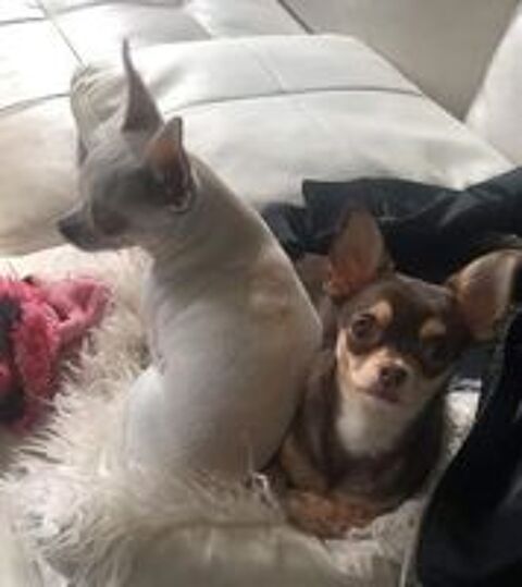   Saillie Chihuahua m�le noir tricolore LOF confirm� (et ADN)  