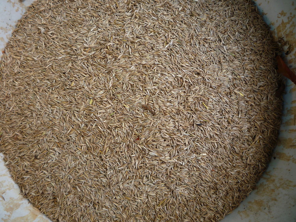 Graines de gazon
Jardin