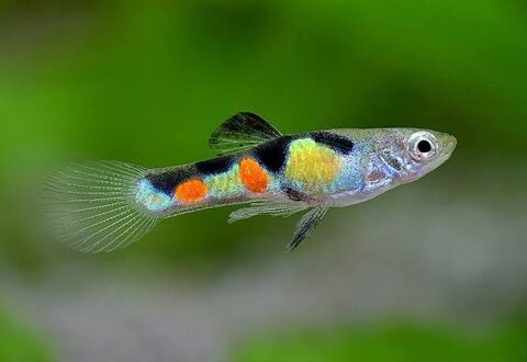 Recherche Guppys endler 0 92000 Nanterre