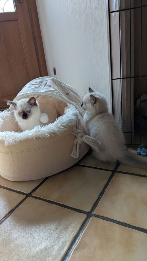 B&eacute;l&eacute;nos, un chaton harmonieux et solaire 1500 87270 Chaptelat