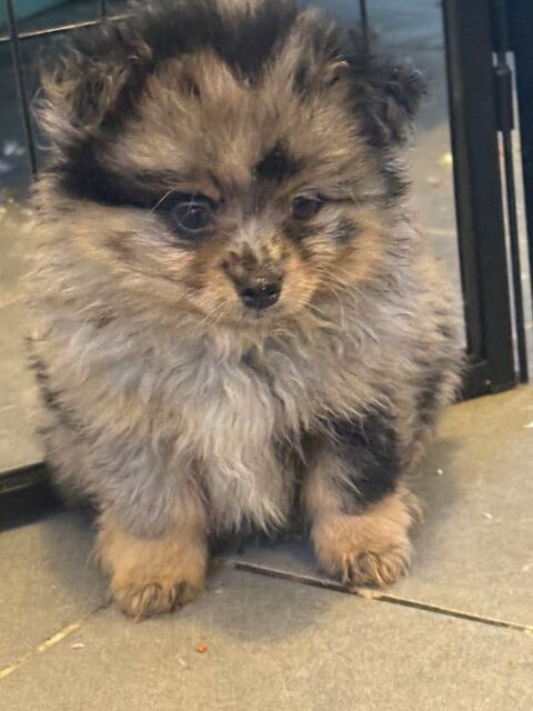 Pomchi couleurs exotiques  1000 91270 Vigneux-sur-seine