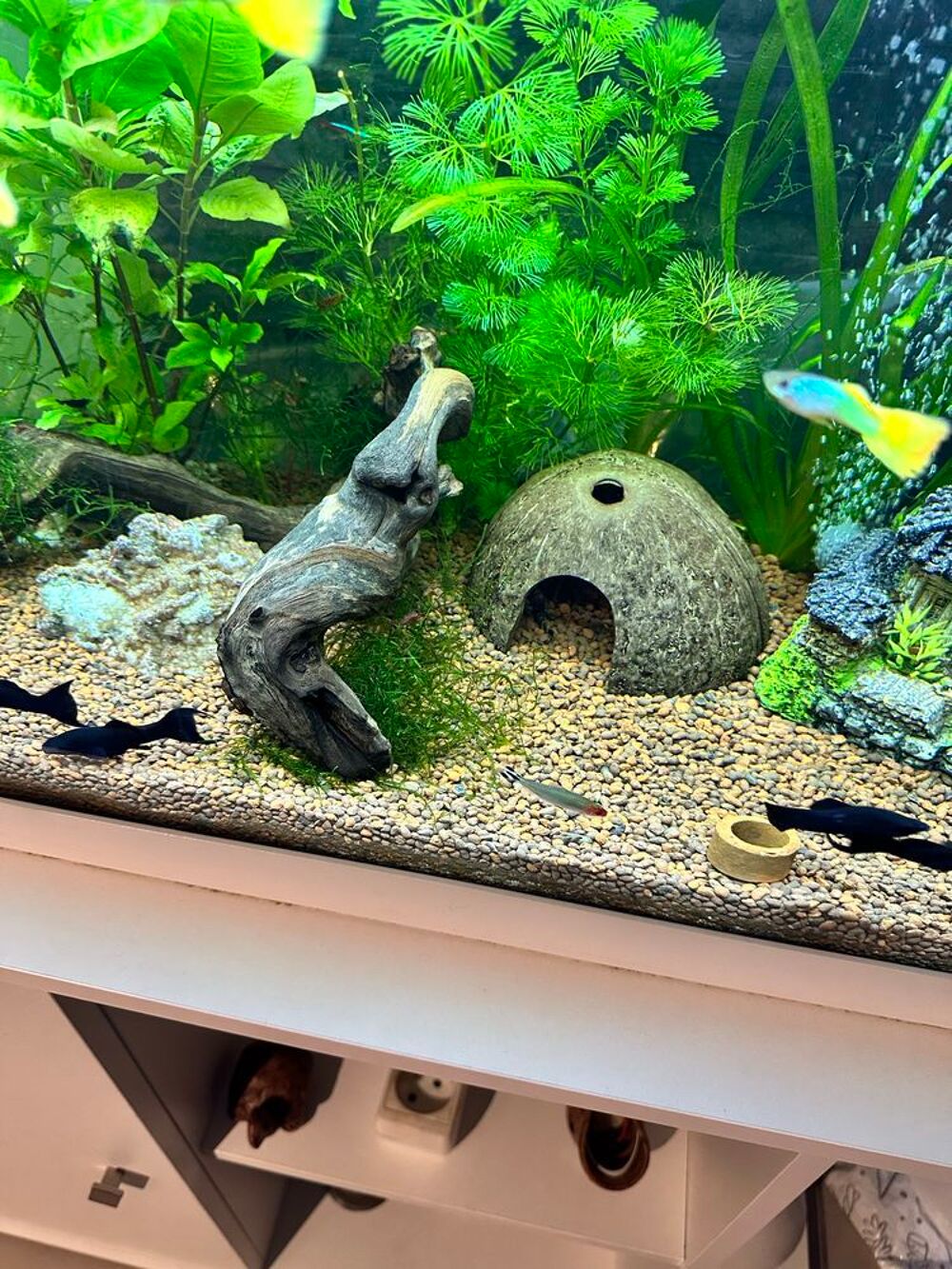 poisson, black Molly Jardin