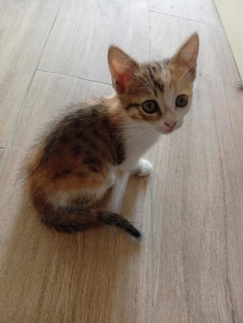 Chatons &agrave; adopter (m&egrave;re errante ayant trouv&eacute; refuge chez nou 0 17250 La vallée