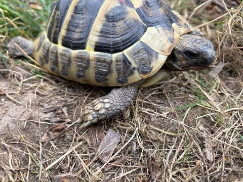 Tortue terre - Hermann Boettgeri 150 77370 La chapelle-rablais