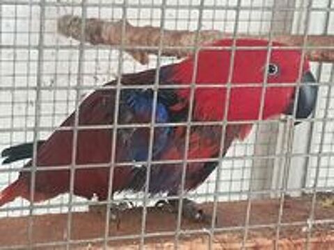   Femelle Eclectus  