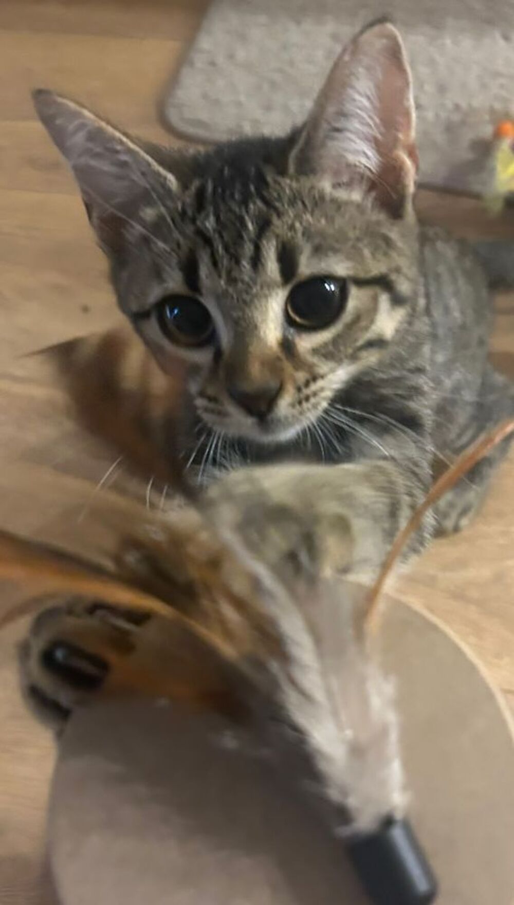   Opale,4 mois, cherche un bon foyer  