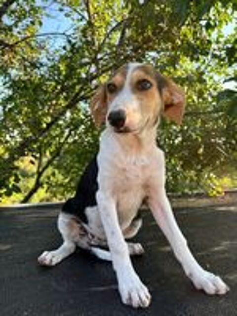   A L'ADOPTION LUNA SE TROUVE EN REFUGE MACEDOINE DU NORD 