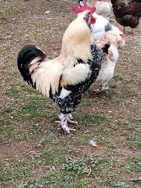 Coq FAVEROLLES 25 65200 Bagnères-de-bigorre