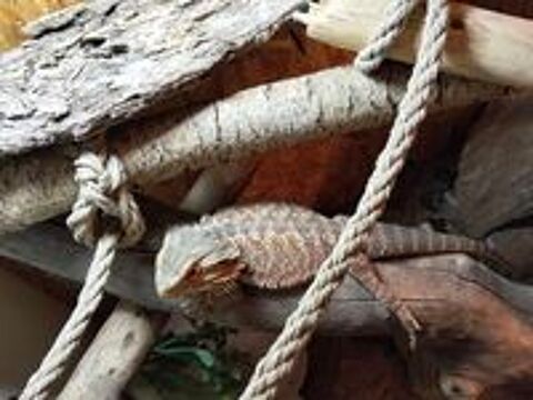   Pogona mal avec terrarium  