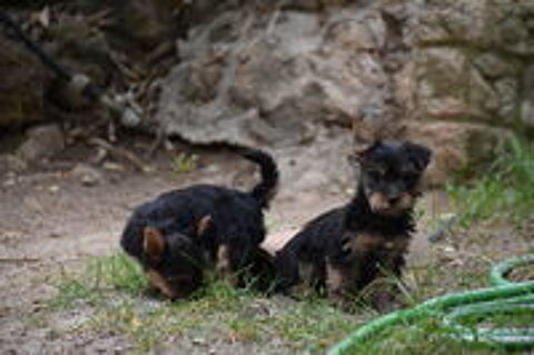   chiot yorkshire femelle 