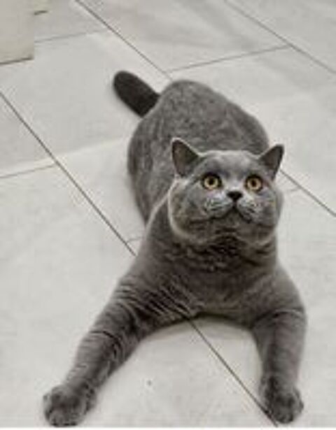   Propose british shorthair excl lignées LOOF bleu saillies 