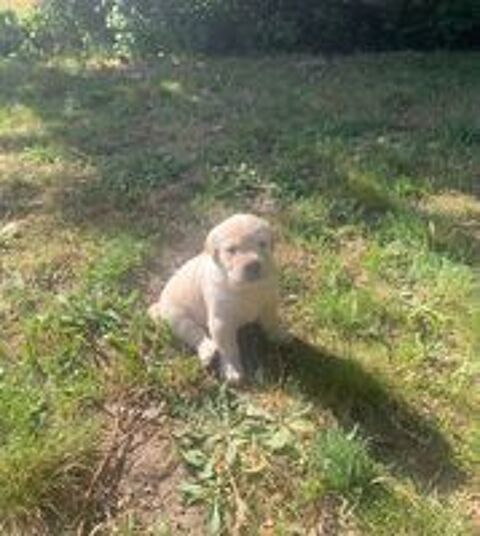   1 MÂLE LABRADOR SABLE LOF 