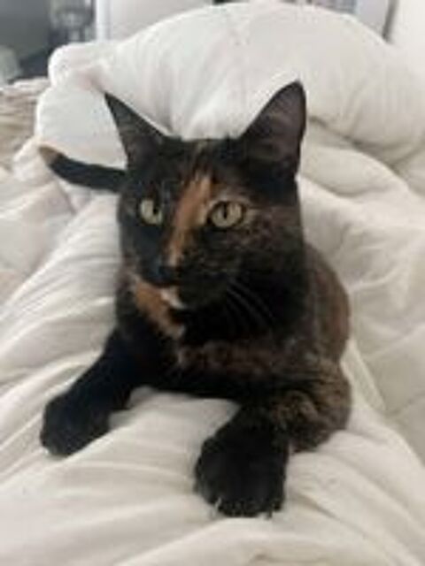   Wallie petite minette parfaite  