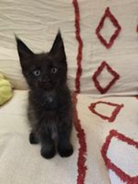   Chaton Maine Coon à réserver  