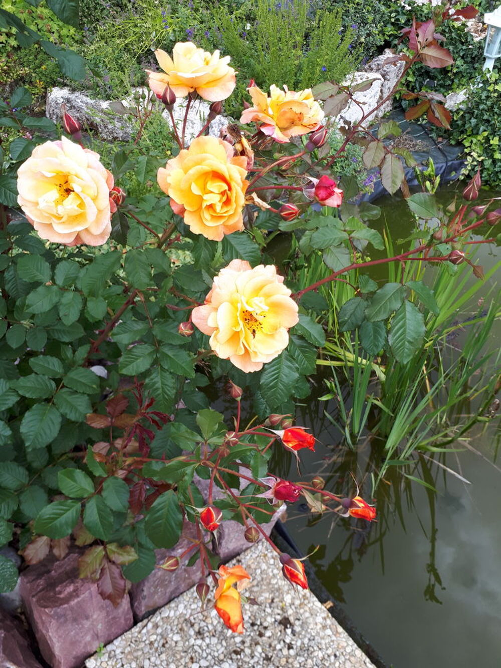 fleurs et arbustes Jardin
