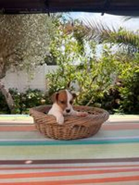   Chiot Jack Russel 