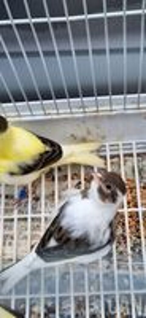  Canaris panachés Çanaris jaunes Canaris blancs. 