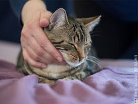  Fantasy, belle minette tigre  adopter 