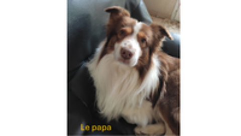   Chiots Bergers Australiens 