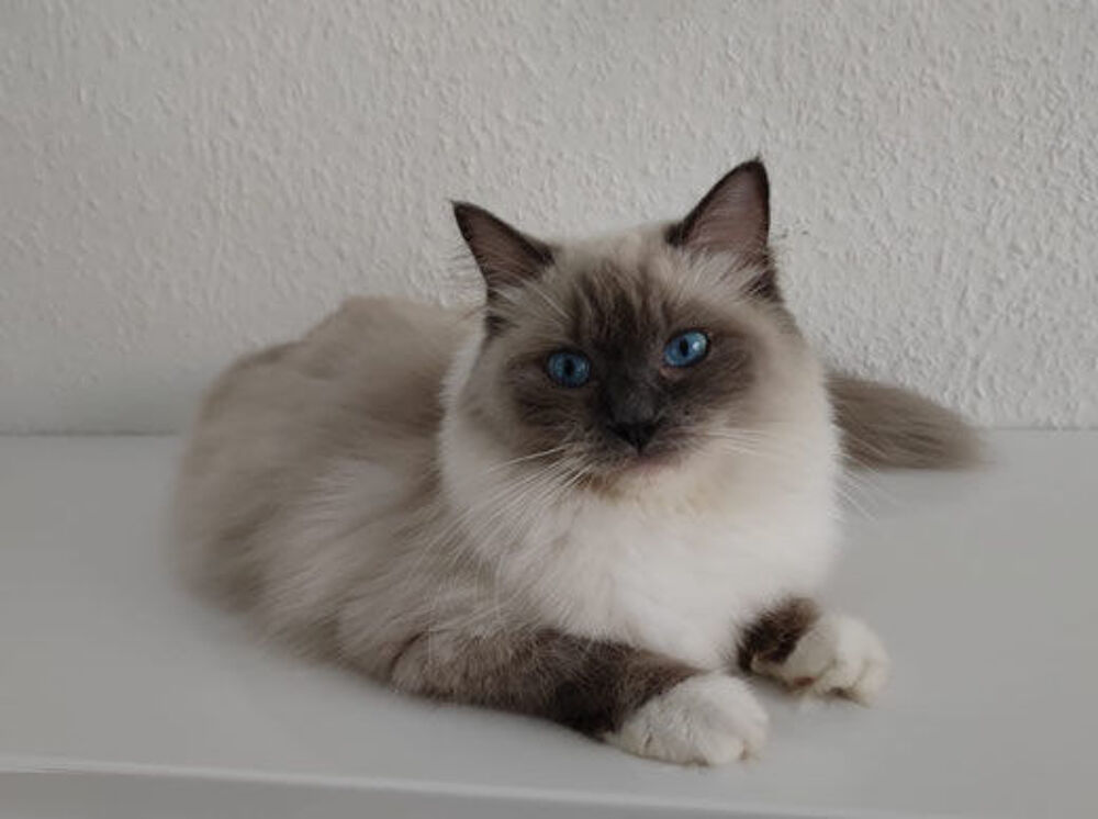   FEMELLE RAGDOLL DE 1 AN ET DEMI 

