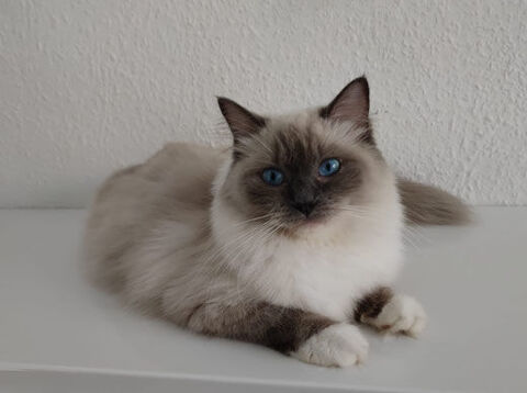 FEMELLE RAGDOLL DE 1 AN ET DEMI 
500 03260 Saint-germain-des-fossés