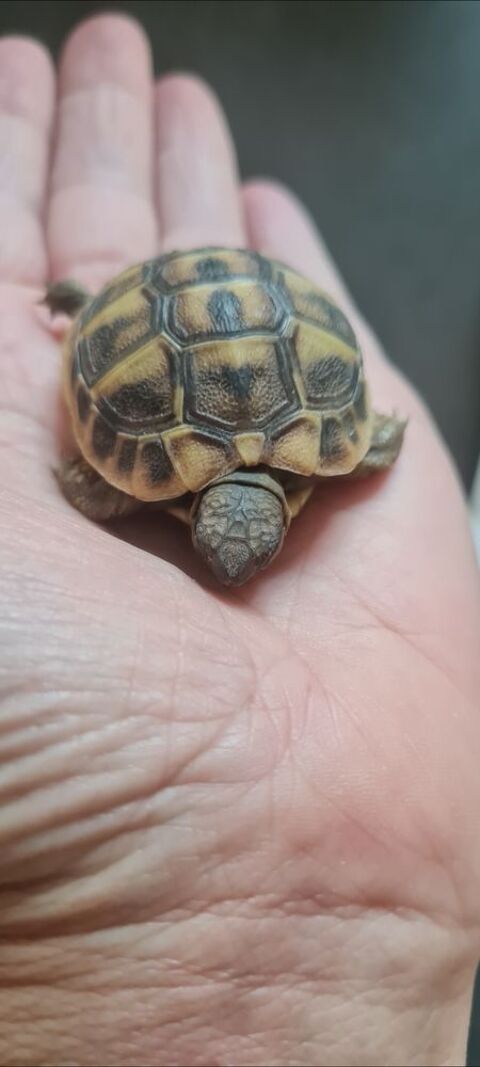 Bb tortues 58 84100 Orange