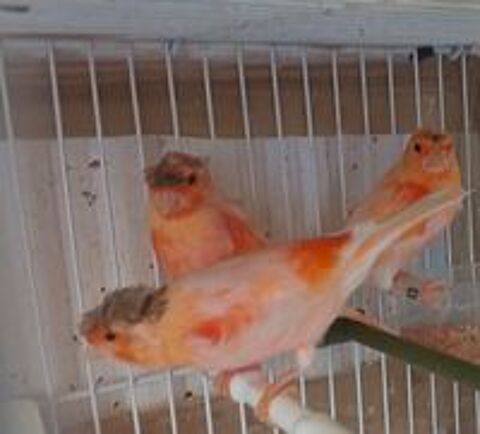   Canari77  