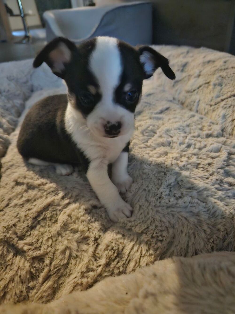   chiot chihuahua  