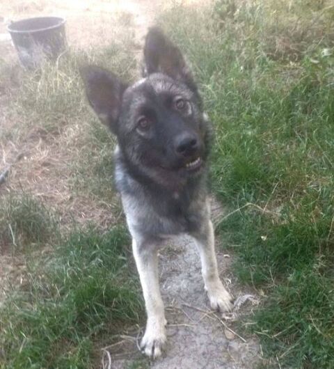 CAYA 320 27620 Gasny