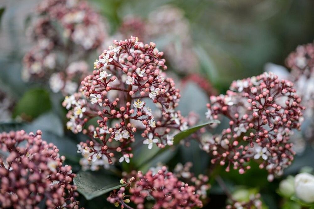 Skimmia 'Japonica' en container. ??????? Jardin
