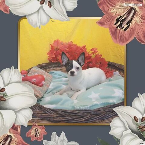 Chiot mâle Chihuahua poils courts 450 18140 Prcy