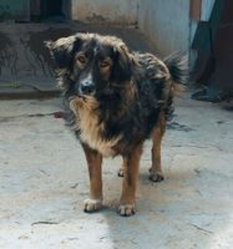   ILDE jeune chien doux et affectueux 