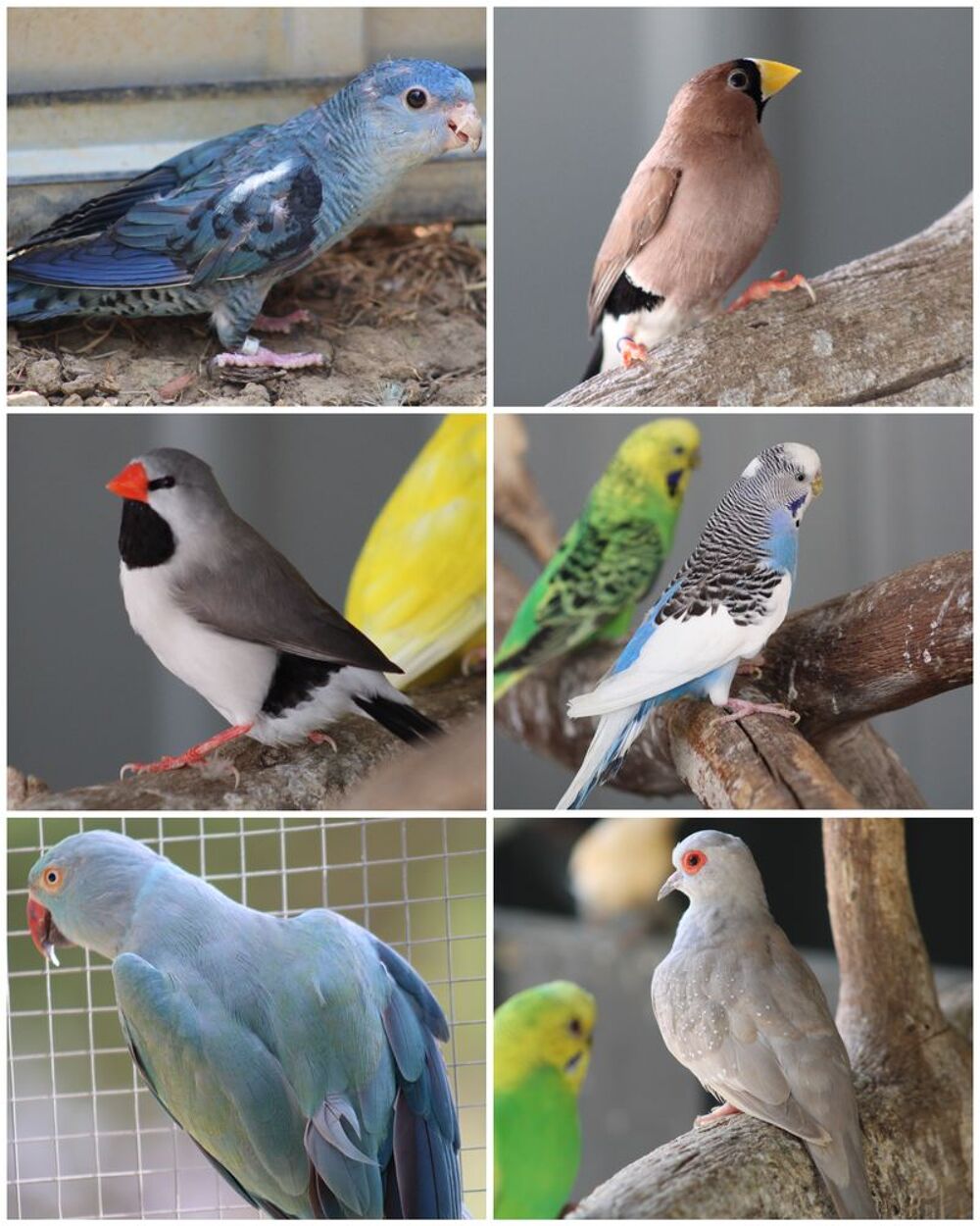   Oiseaux : Becs Droits / Crochus 