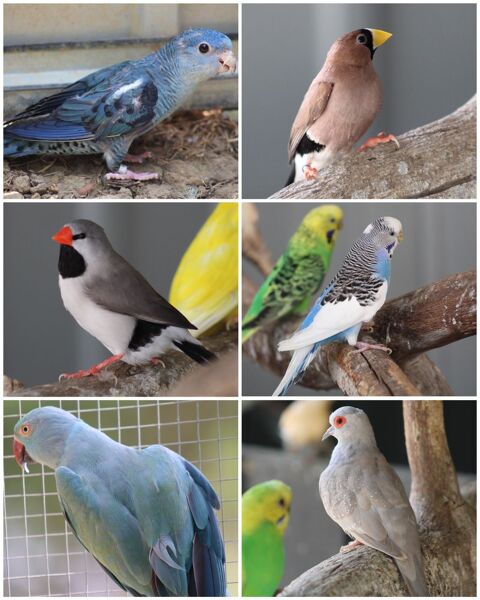 Oiseaux : Becs Droits / Crochus 10 82340 Donzac