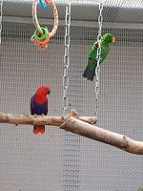   Perroquet eclectus couple  