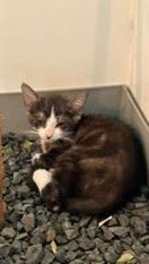   Chat PUNCH à l adoption 