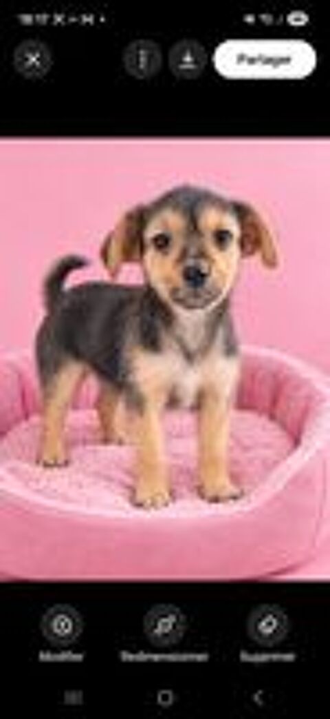   Chiots type yorkshire femelle  