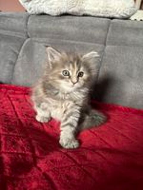  Chaton type Maine coon 