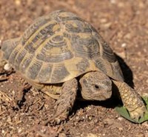   Tortue de terre 11 ans  